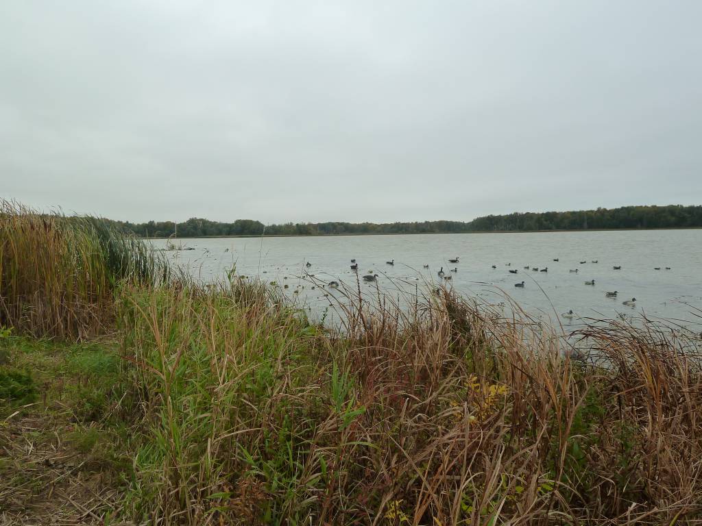 De nouveaux habitats fauniques pour le lac SaintPaul Comité ZIP les